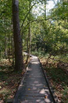 A peaceful wooden path through lush greenery in Columbia's natural landscapes.