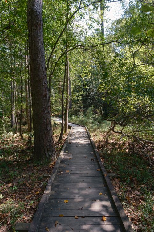 Free A peaceful wooden path through lush greenery in Columbia's natural landscapes. Stock Photo