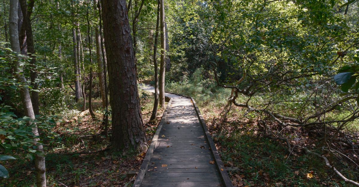 Explore a serene wooded path in Columbia, South Carolina, surrounded by lush greenery.