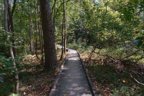 Free Explore a serene wooded path in Columbia, South Carolina, surrounded by lush greenery. Stock Photo