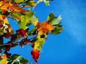 明亮的蓝天下，树枝上挂着色彩缤纷的秋叶