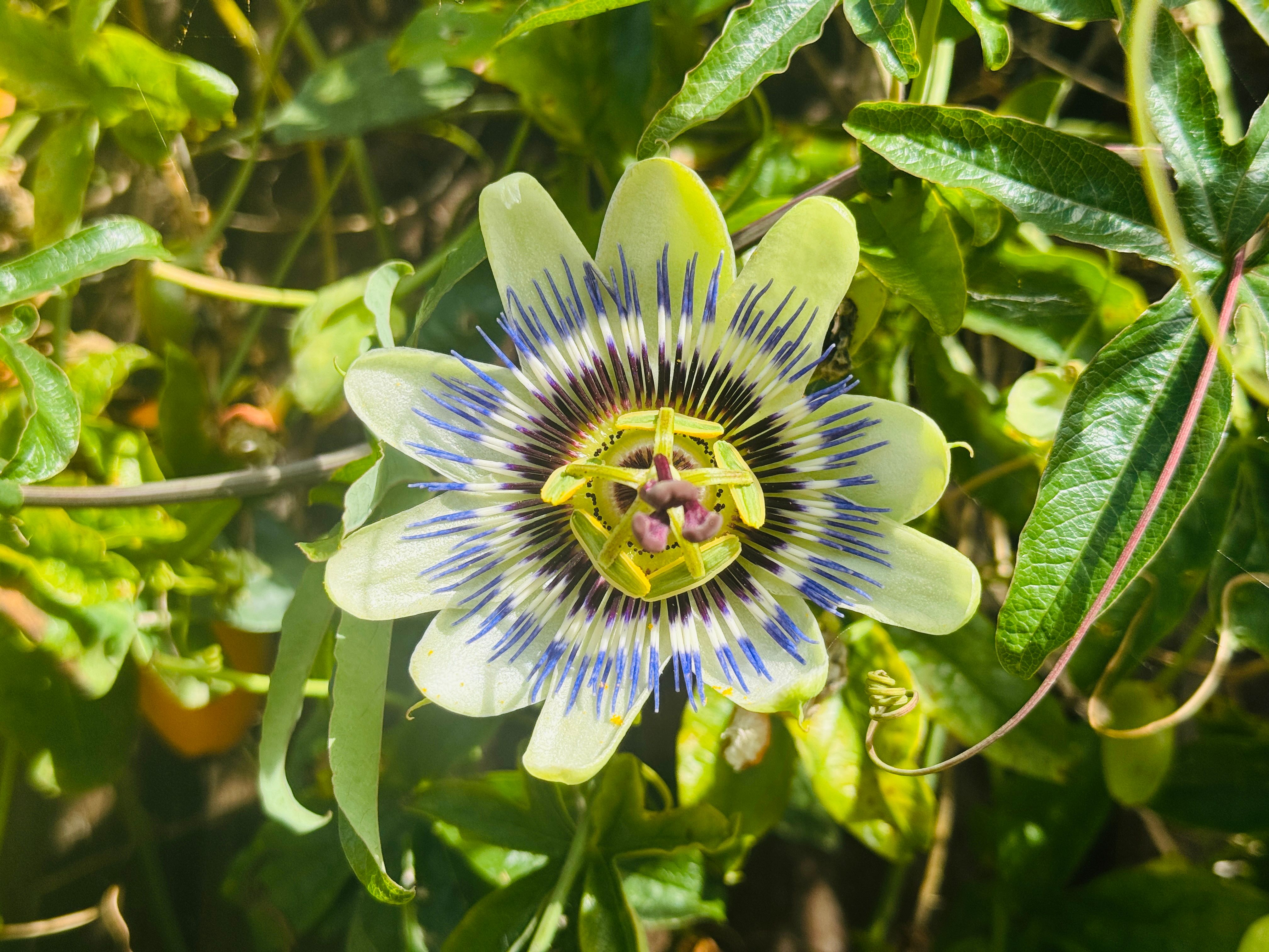 Passionflower