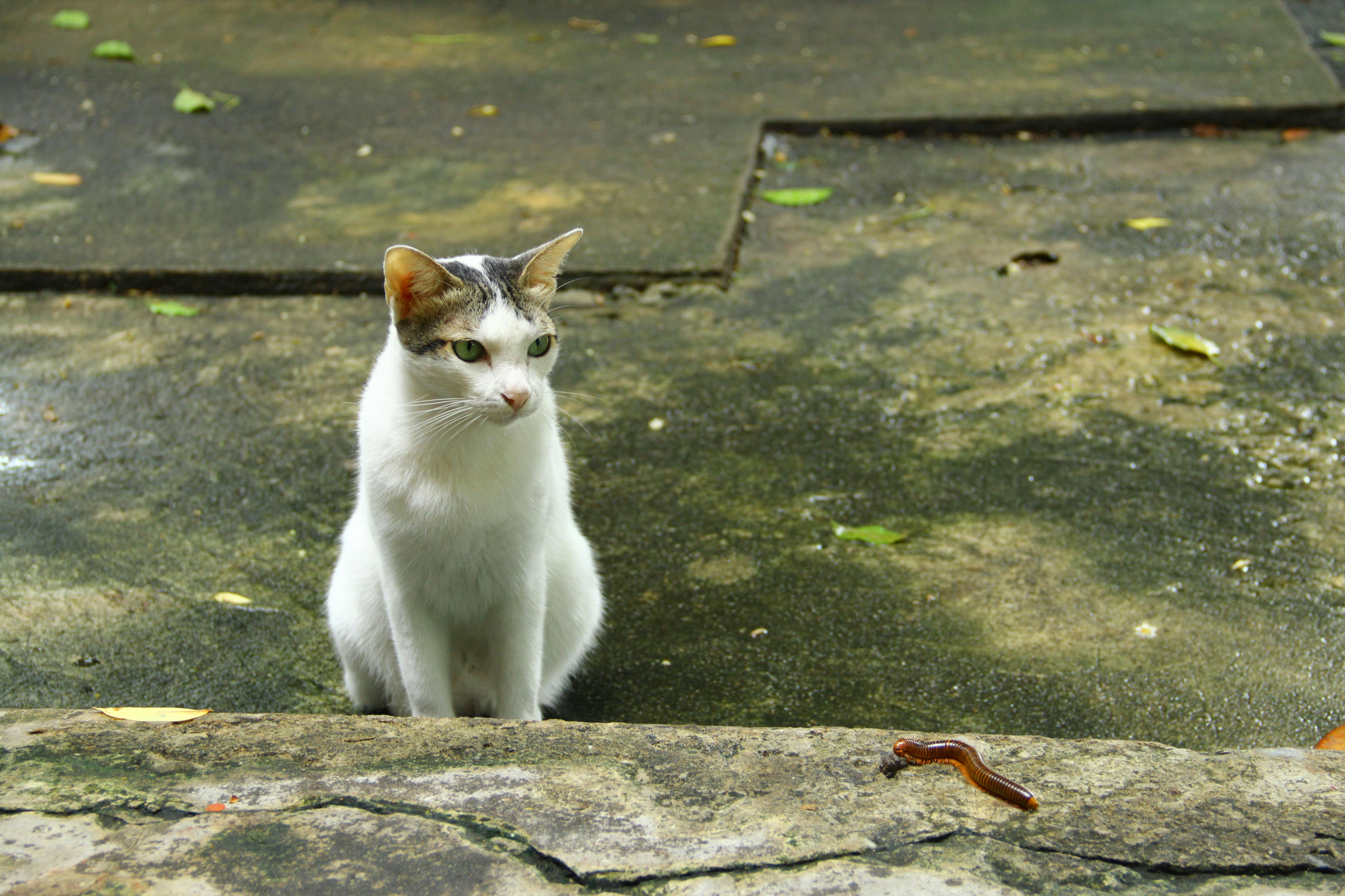 A white cat sits on pavement, attentively watching an earthworm nearby.