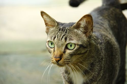 Free Portrait of a domestic tabby cat with striking green eyes and brown fur. Stock Photo