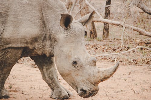 Rinoceronte Gris Mirando Hacia Los Lados