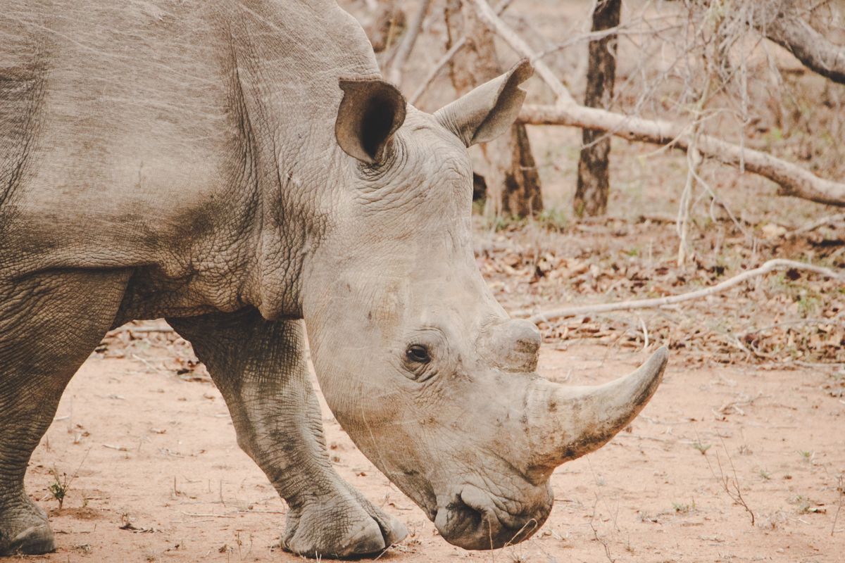 Kruger National Park