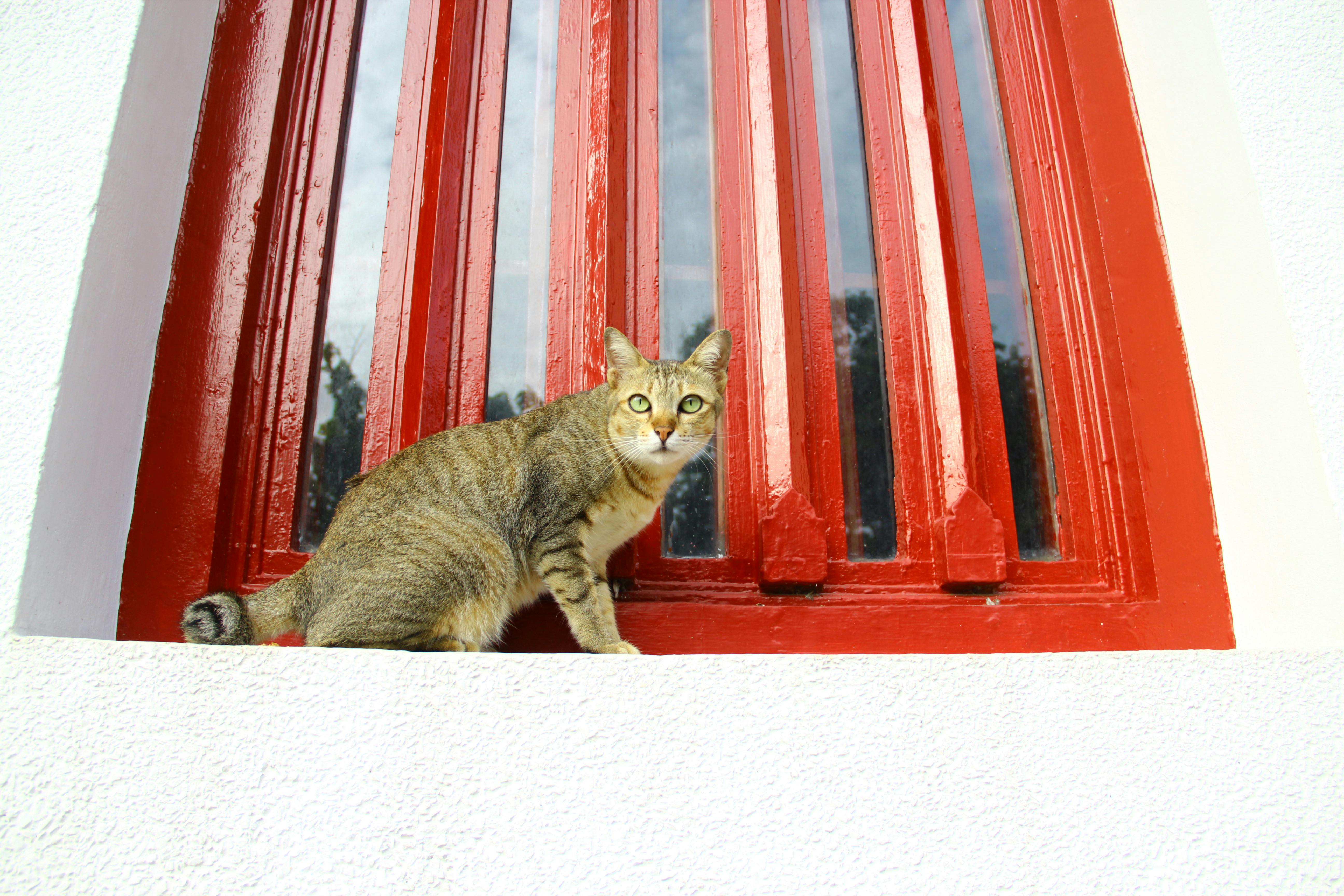 Managing Your Cat's Seasonal Allergies Through the Year