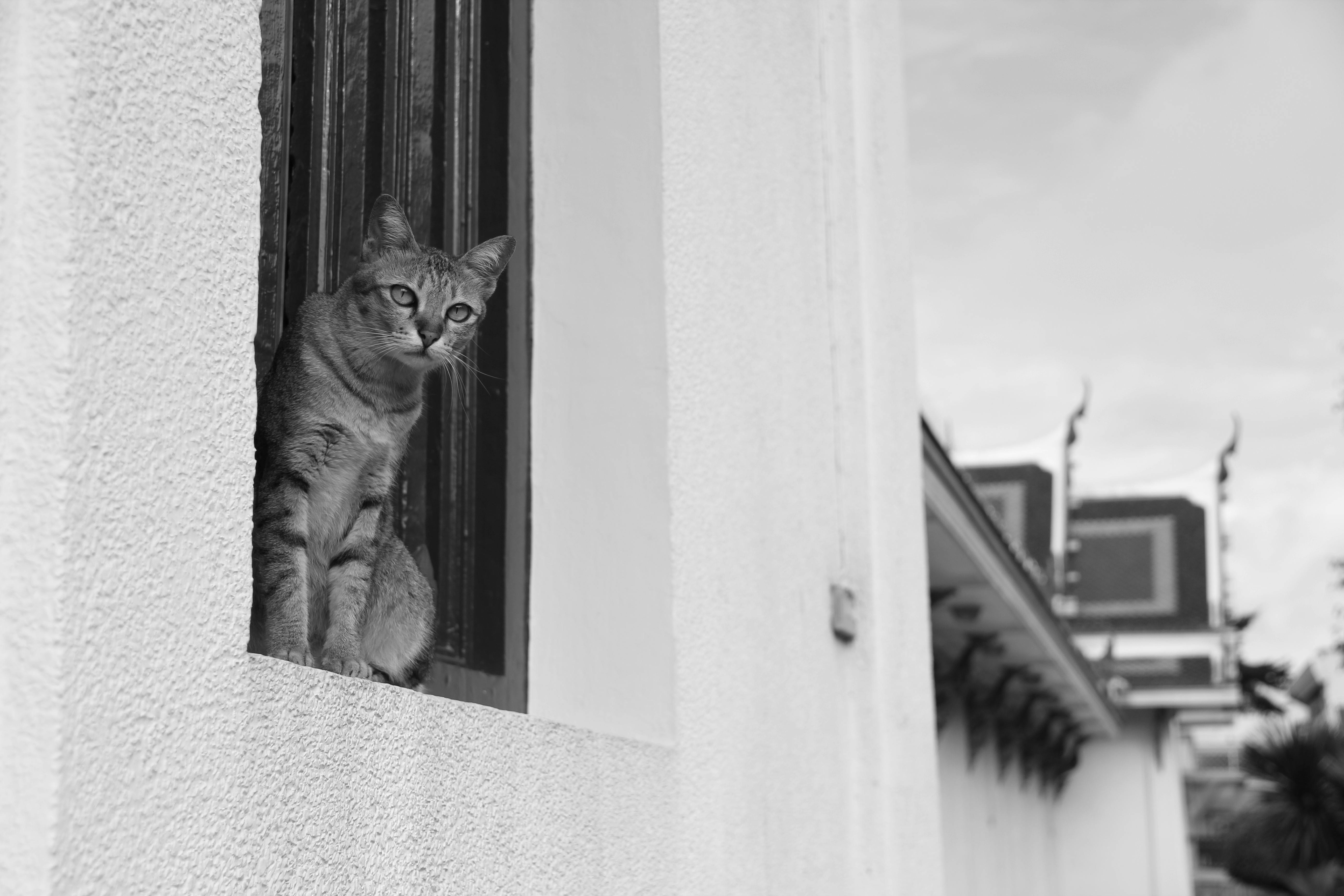ฟรี แมวมองออกไปนอกหน้าต่างของอาคารแบบดั้งเดิมที่เป็นสีขาวดำ คลังภาพถ่าย