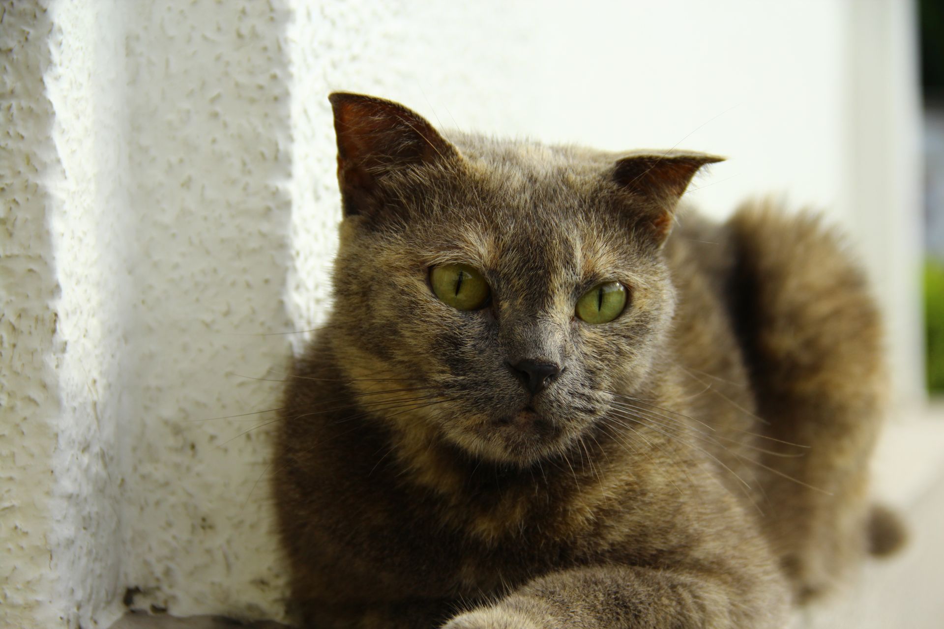 A domestic cat with green eyes rests against a textured wall outdoors.