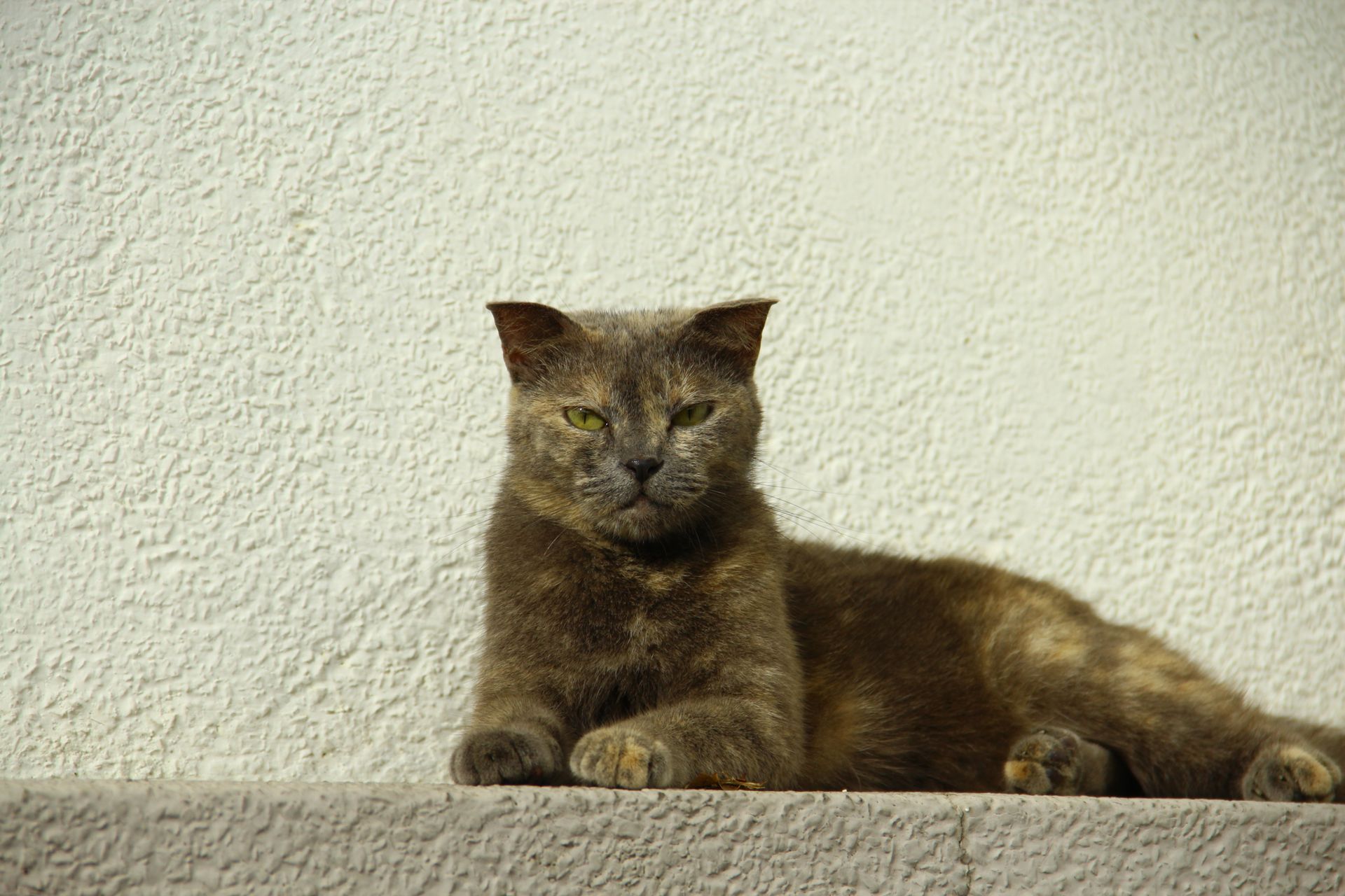 A relaxed brown cat lounges against a stucco wall on a sunny day.