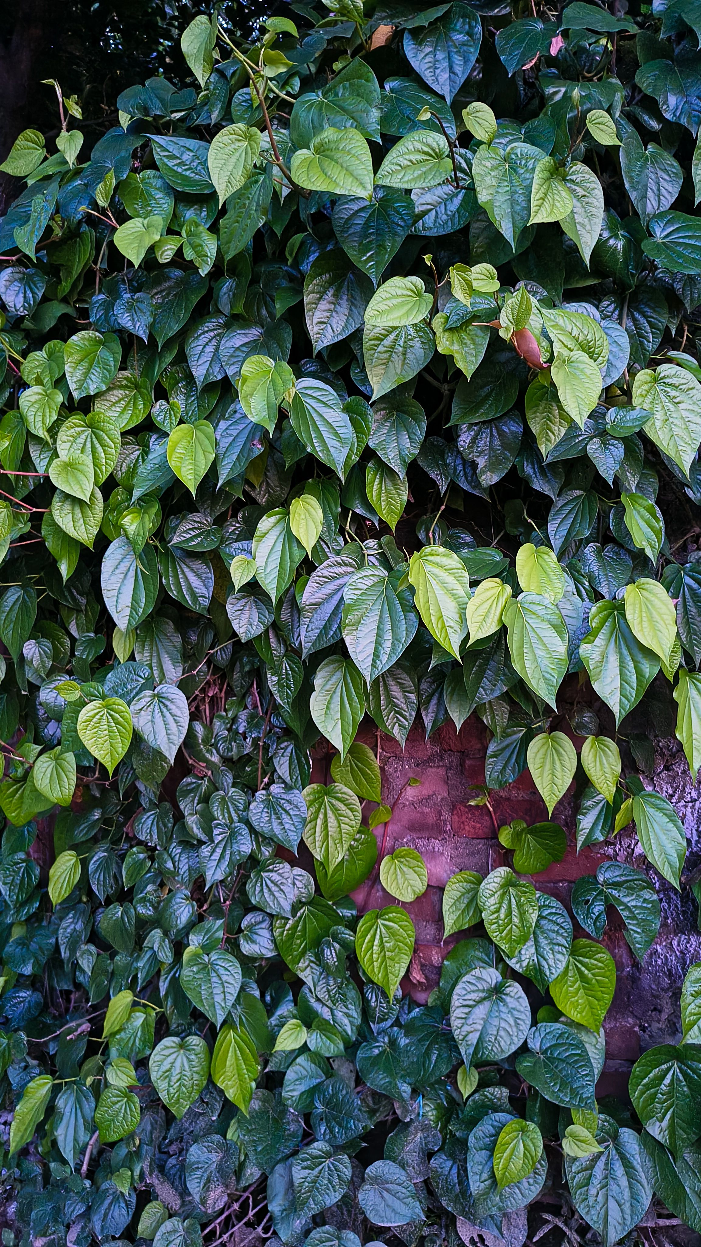 Vibrant green vines cascading over a rustic brick wall in Bilaspur, India.