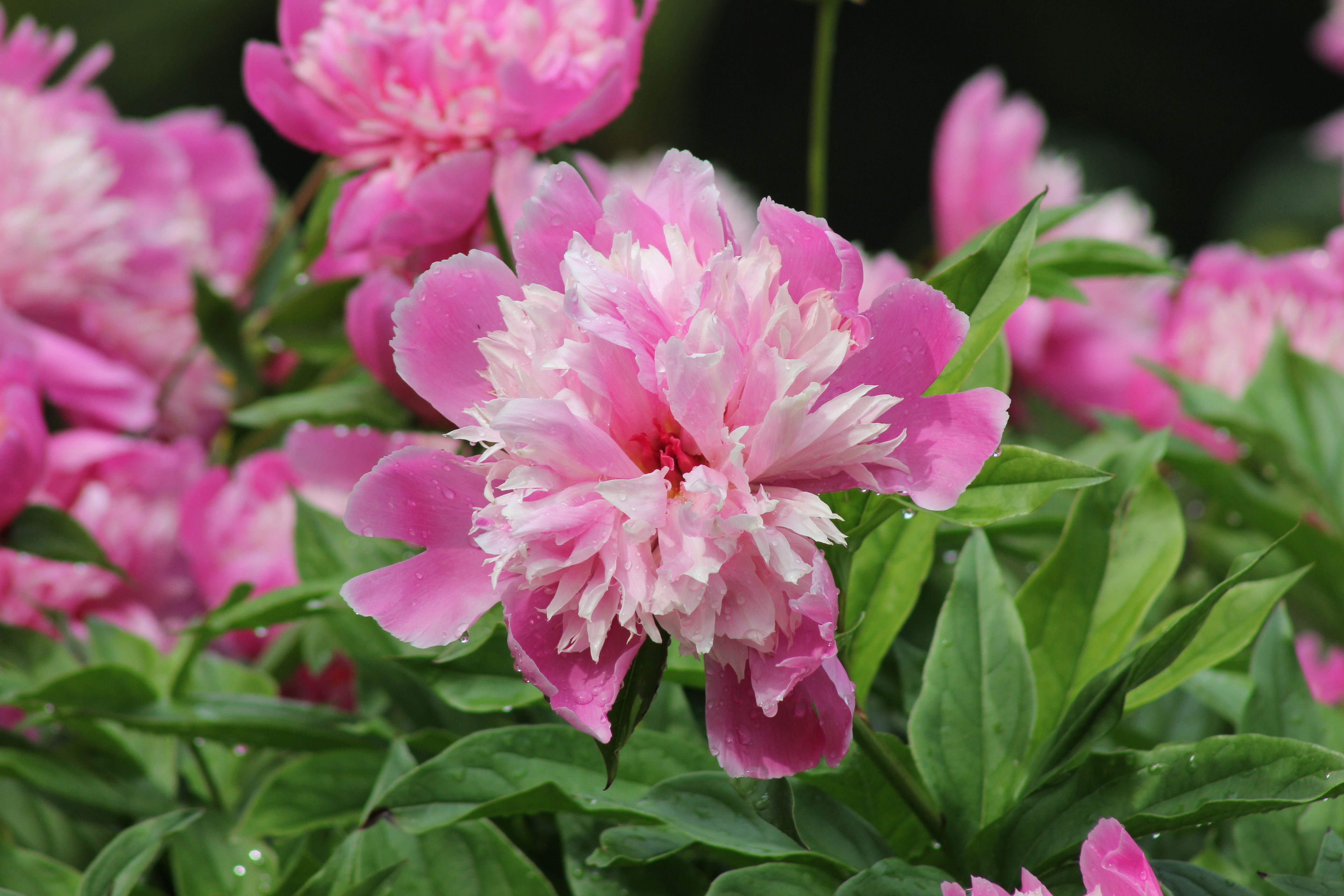 Vibrant Pink Peonies in a Lush Garden Setting · Free Stock Photo