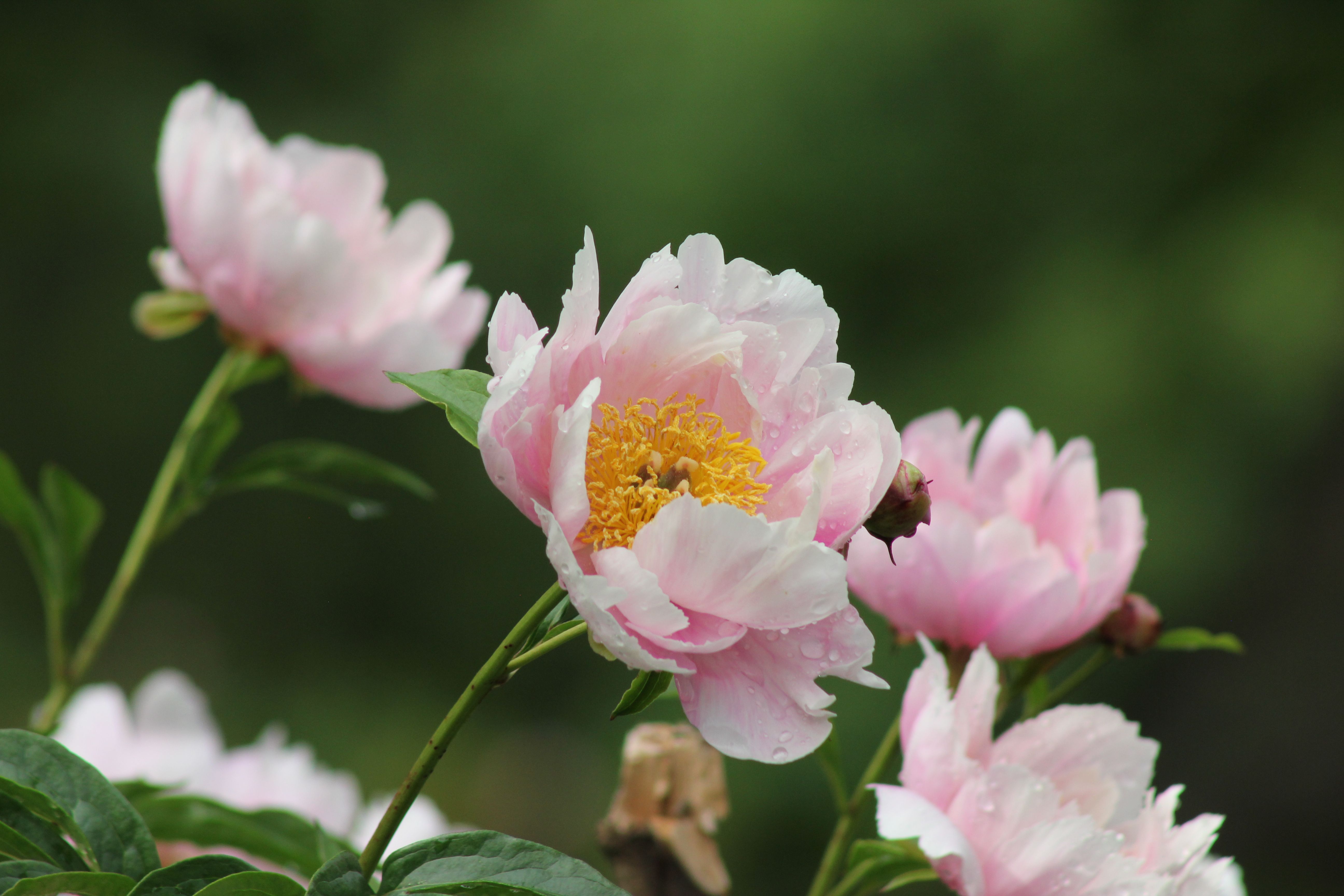 Luoyang — Luoyang Peony Festival (牡丹文化节)