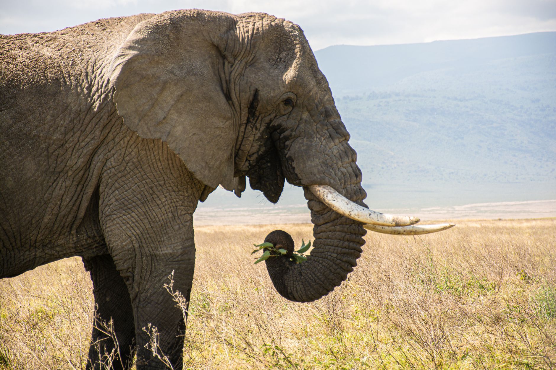 A magnificent African elephant grazing in Tanzania's Arusha Region, set against a stunning landscape.