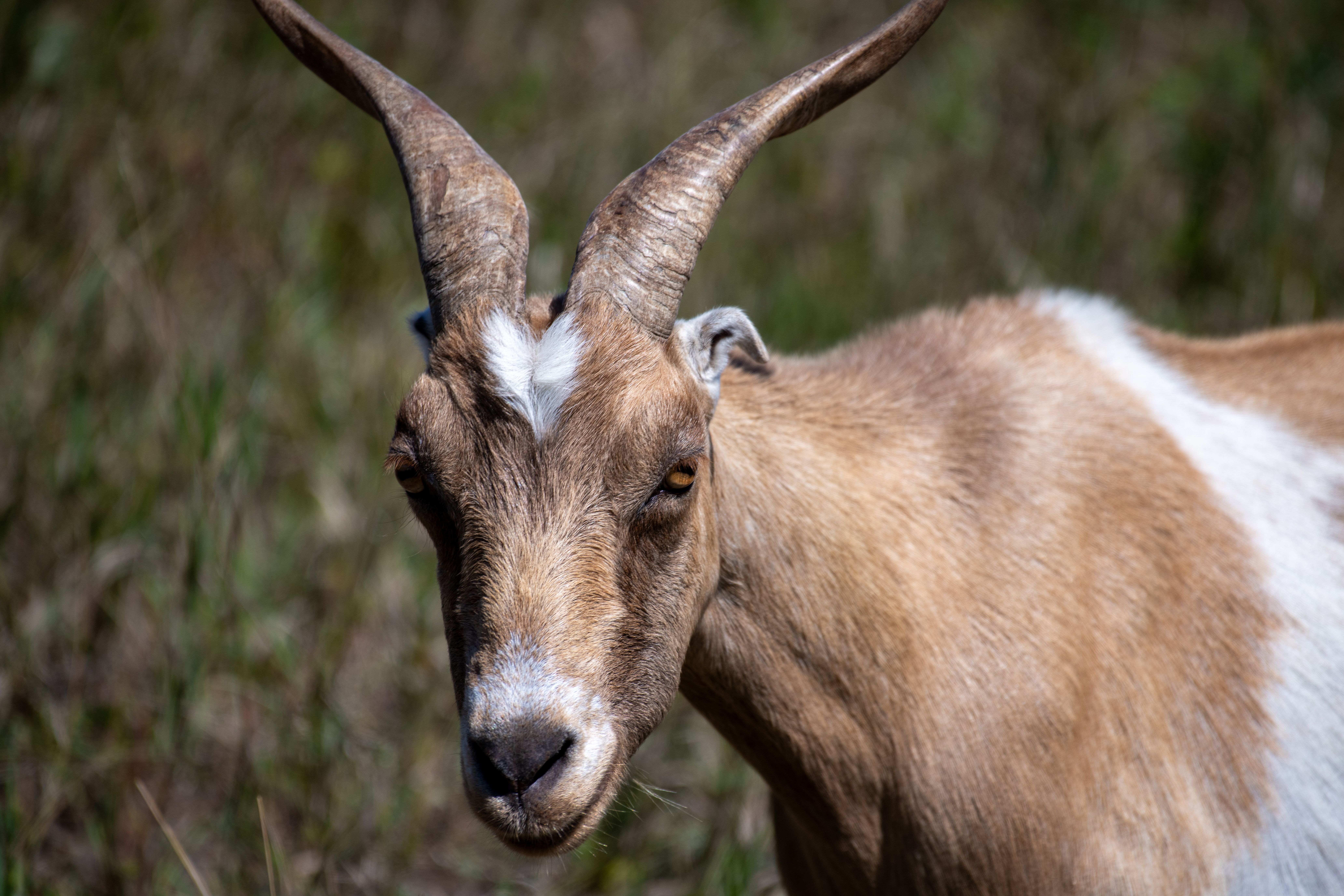 Close-up of a brown and white domestic goat standing outdoors in natural light.