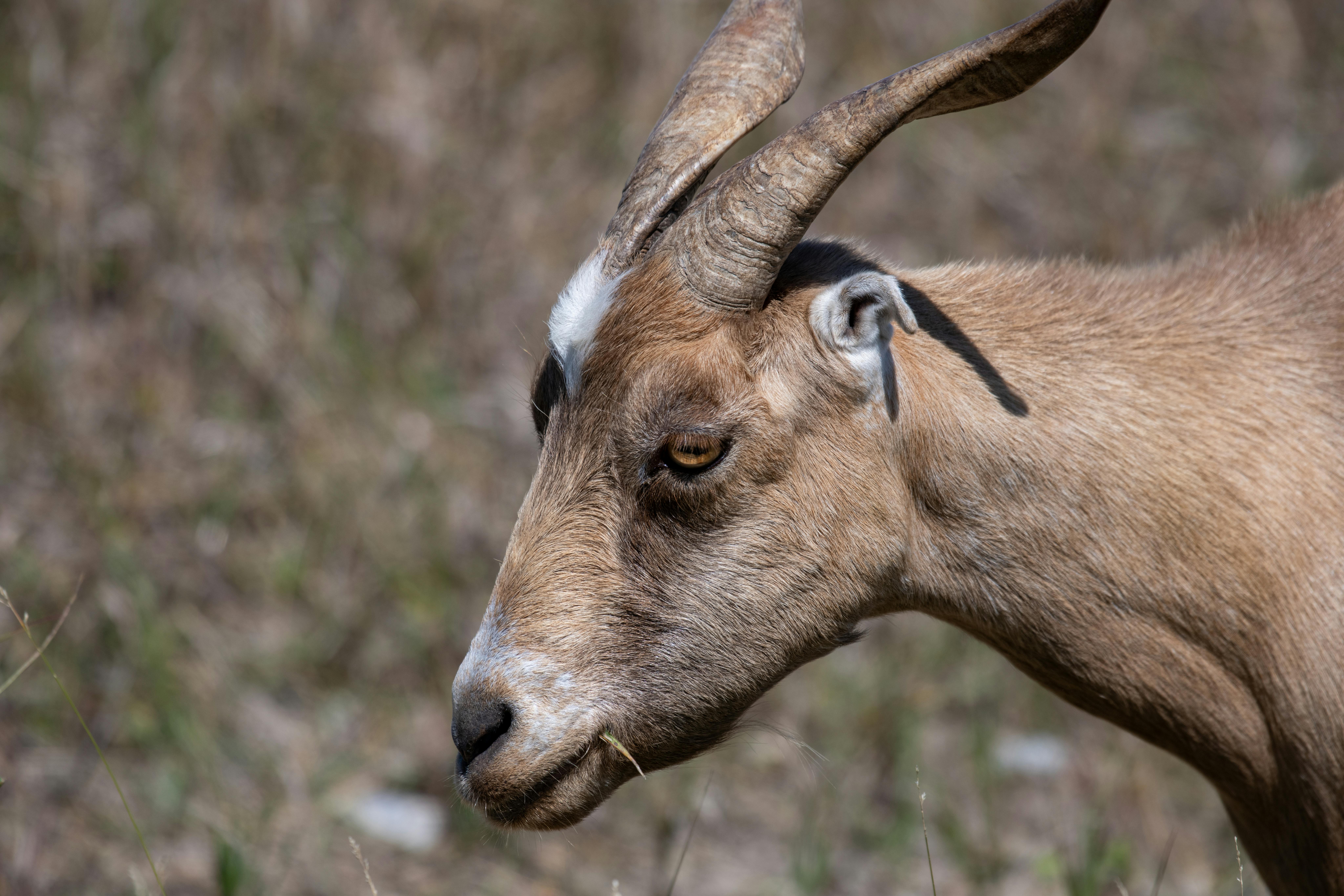 Gratuit Une chèvre brune aux cornes courbées dans un champ herbeux photographiée de près. Photos