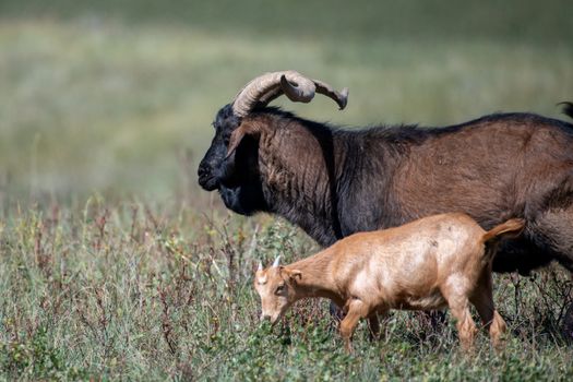 A beautiful, serene image of goats grazing in a lush green meadow under sunlight.