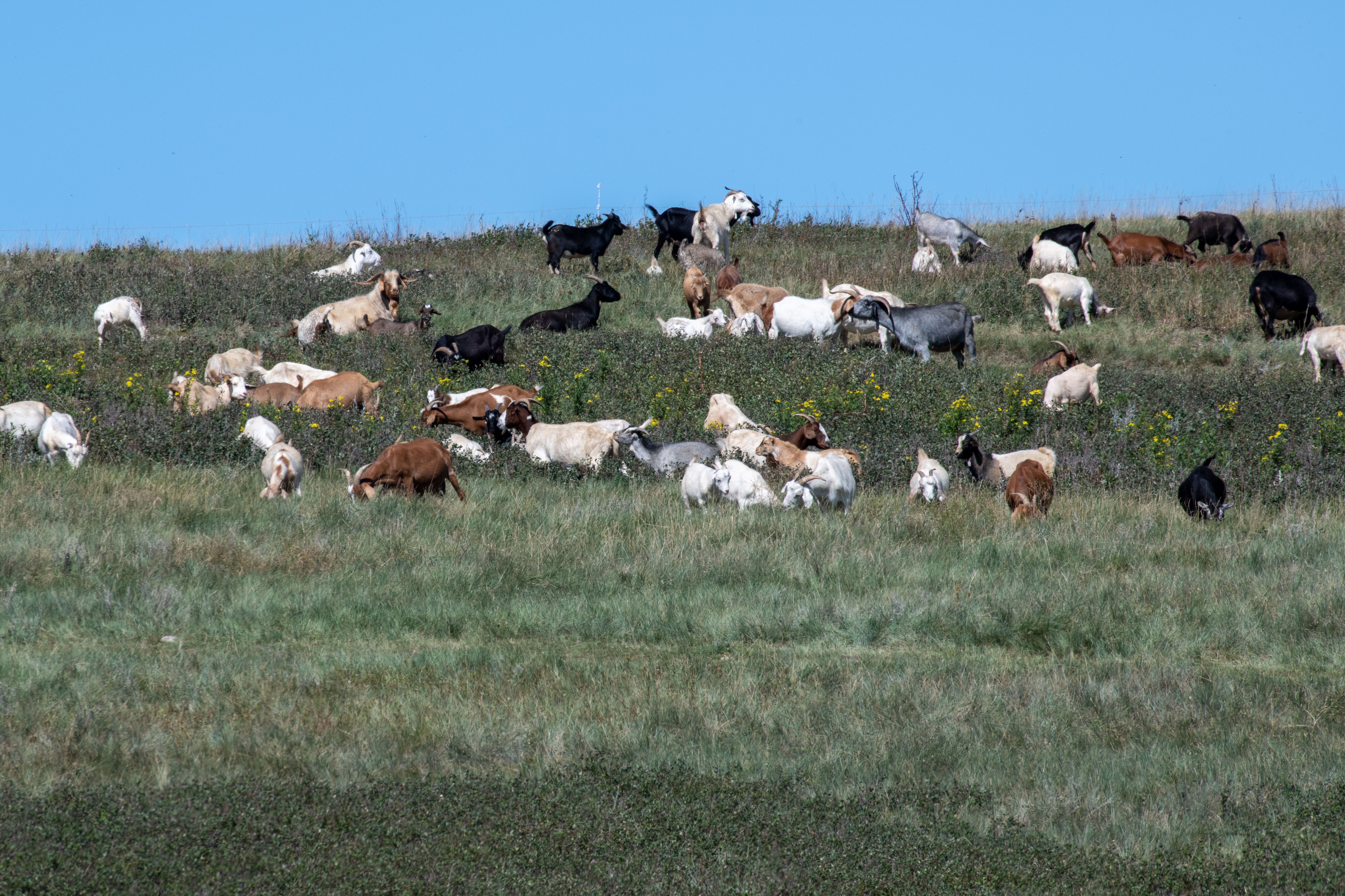 Herd on hillside