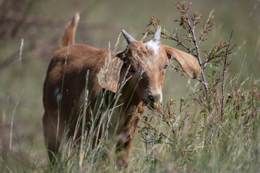 A cute young goat nibbling on leaves in a sunlit grassy field.