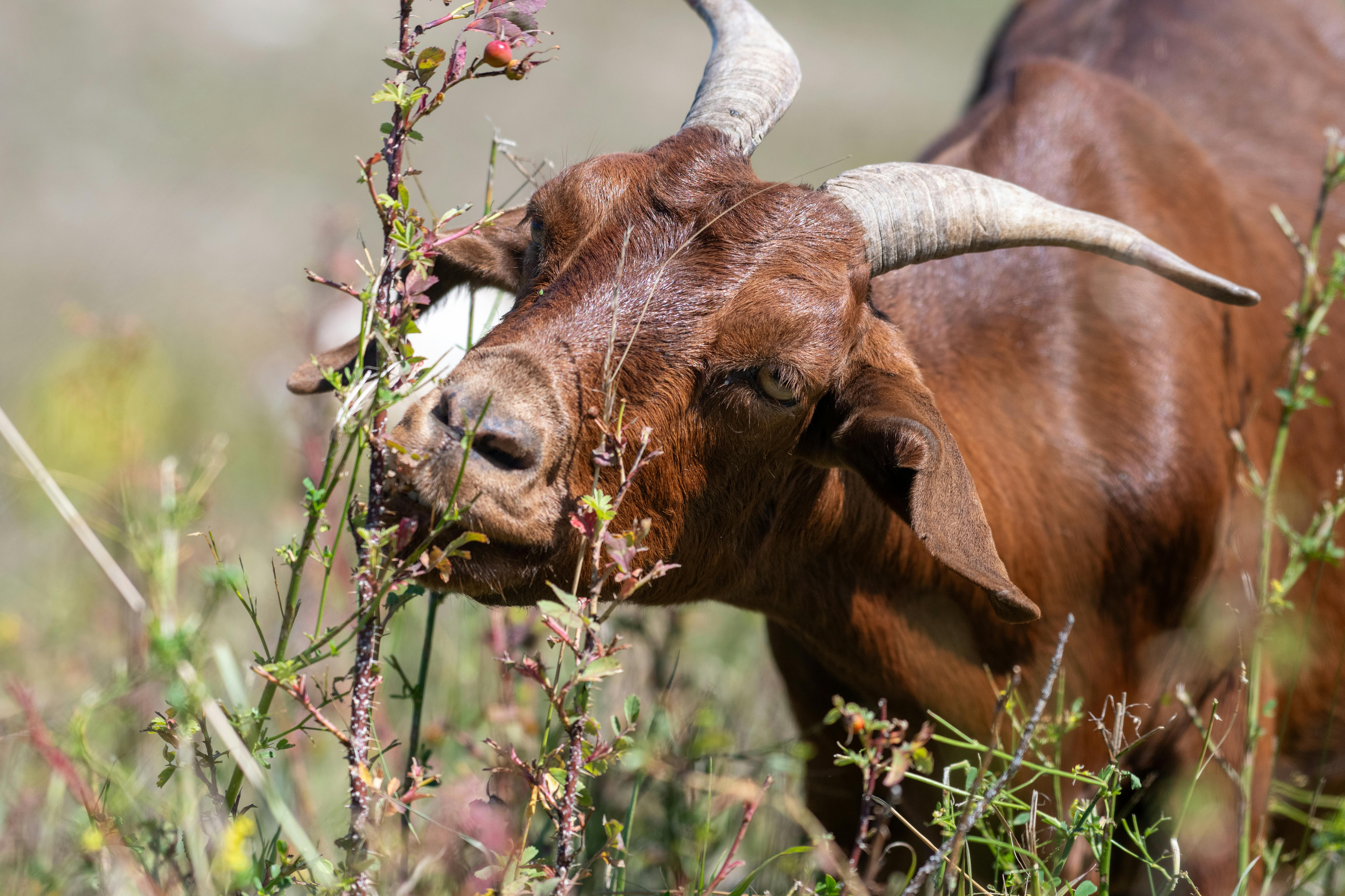 Gratuit Photos gratuites de agriculture, animal de compagnie, campagne Photos
