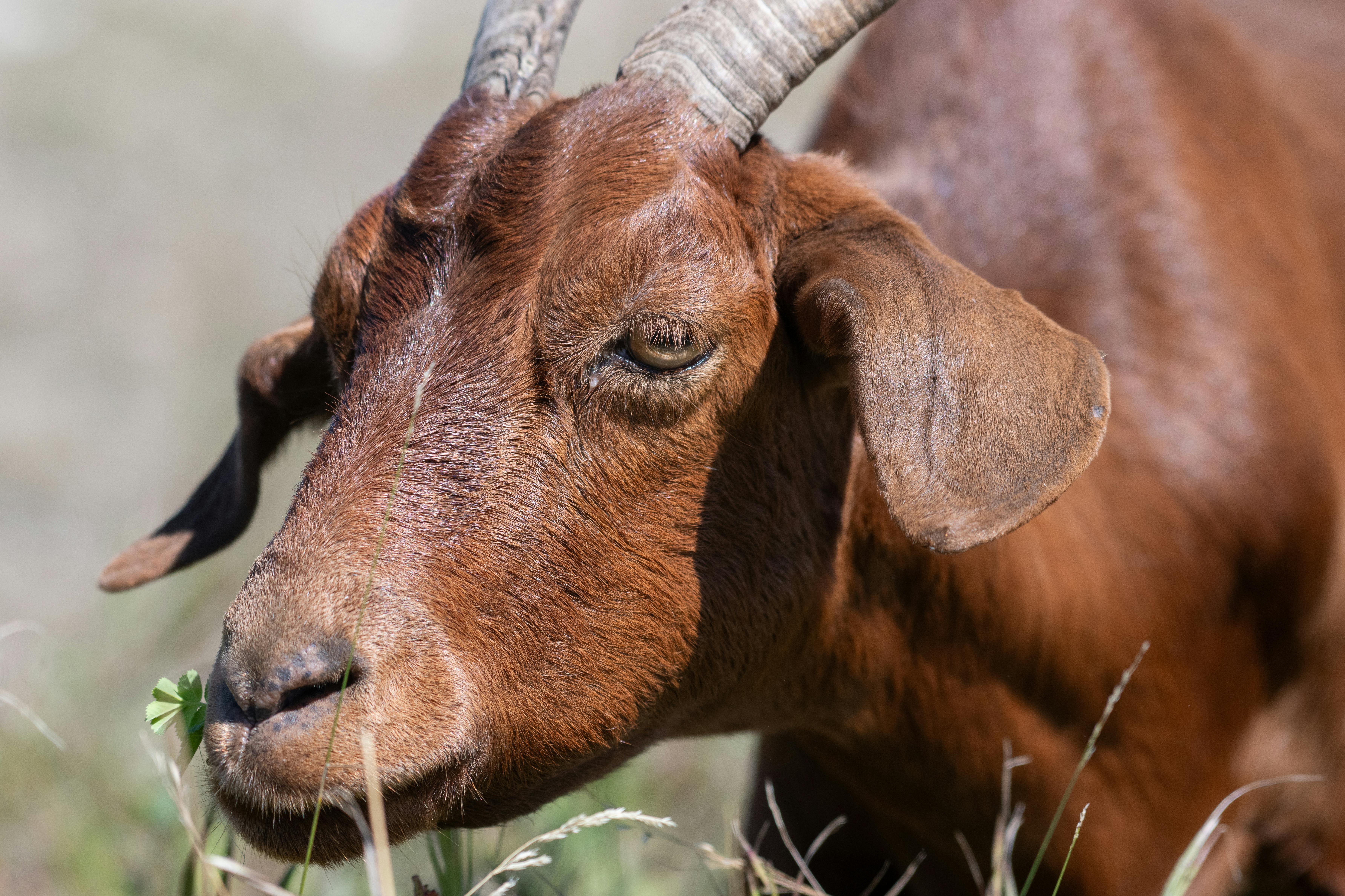 Gratuit Un prim-plan detaliat al unei capre maro care pasc pe un câmp cu iarbă într-o zi însorită. Fotografie de stoc