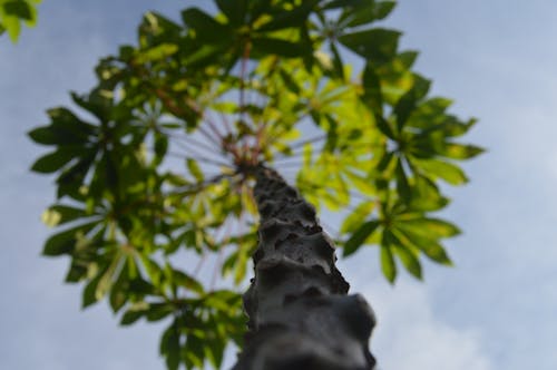 Free stock photo of cassava, leave, natural