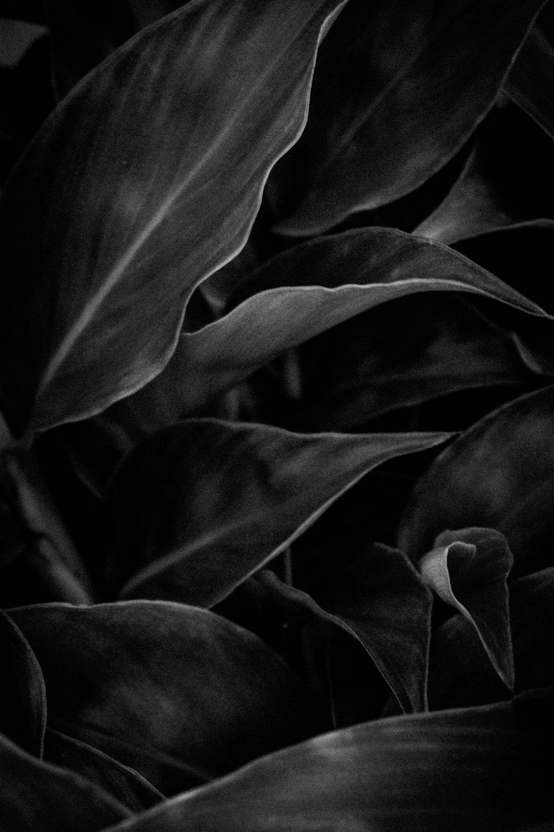 A detailed close-up of tropical leaves in dramatic black and white tones, highlighting texture.