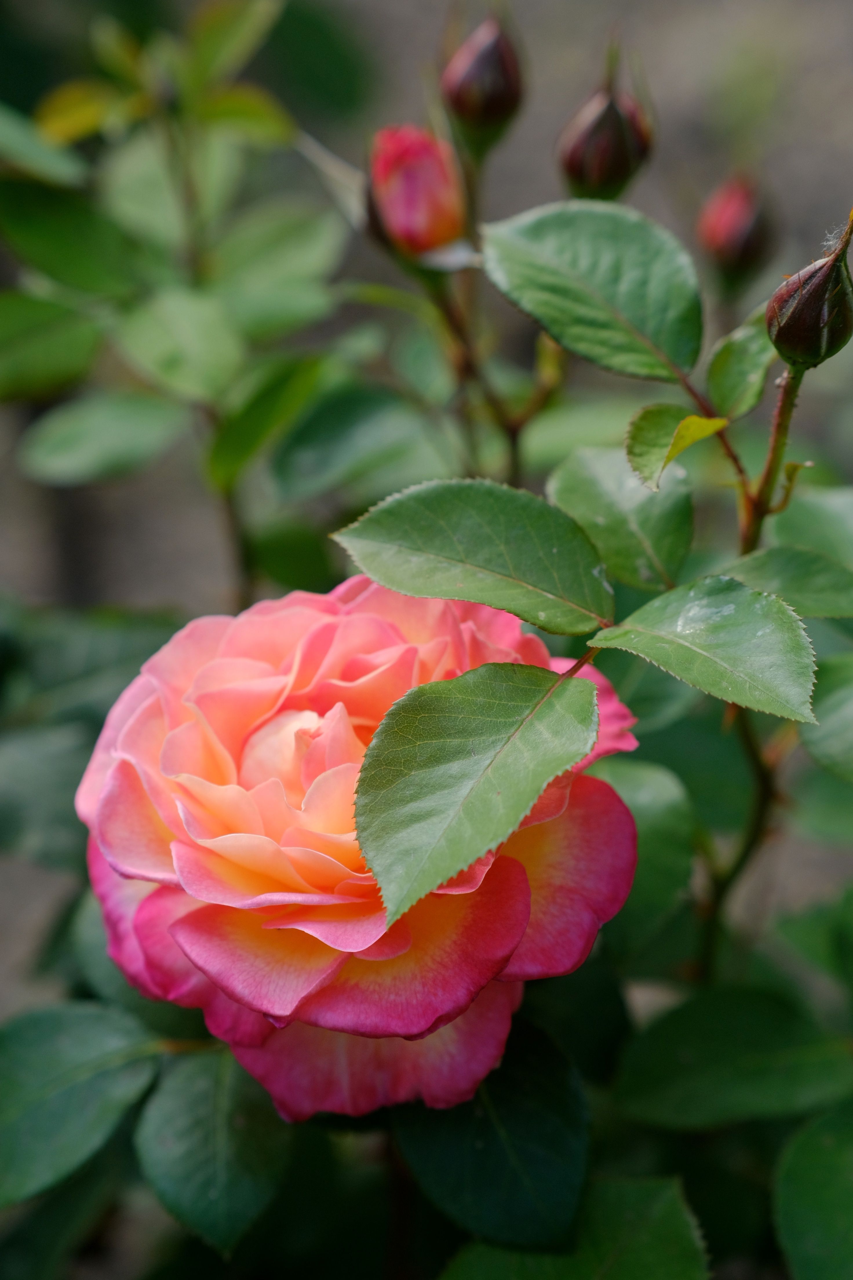 Vibrant Pink and Yellow Hybrid Tea Rose Bloom · Free Stock Photo