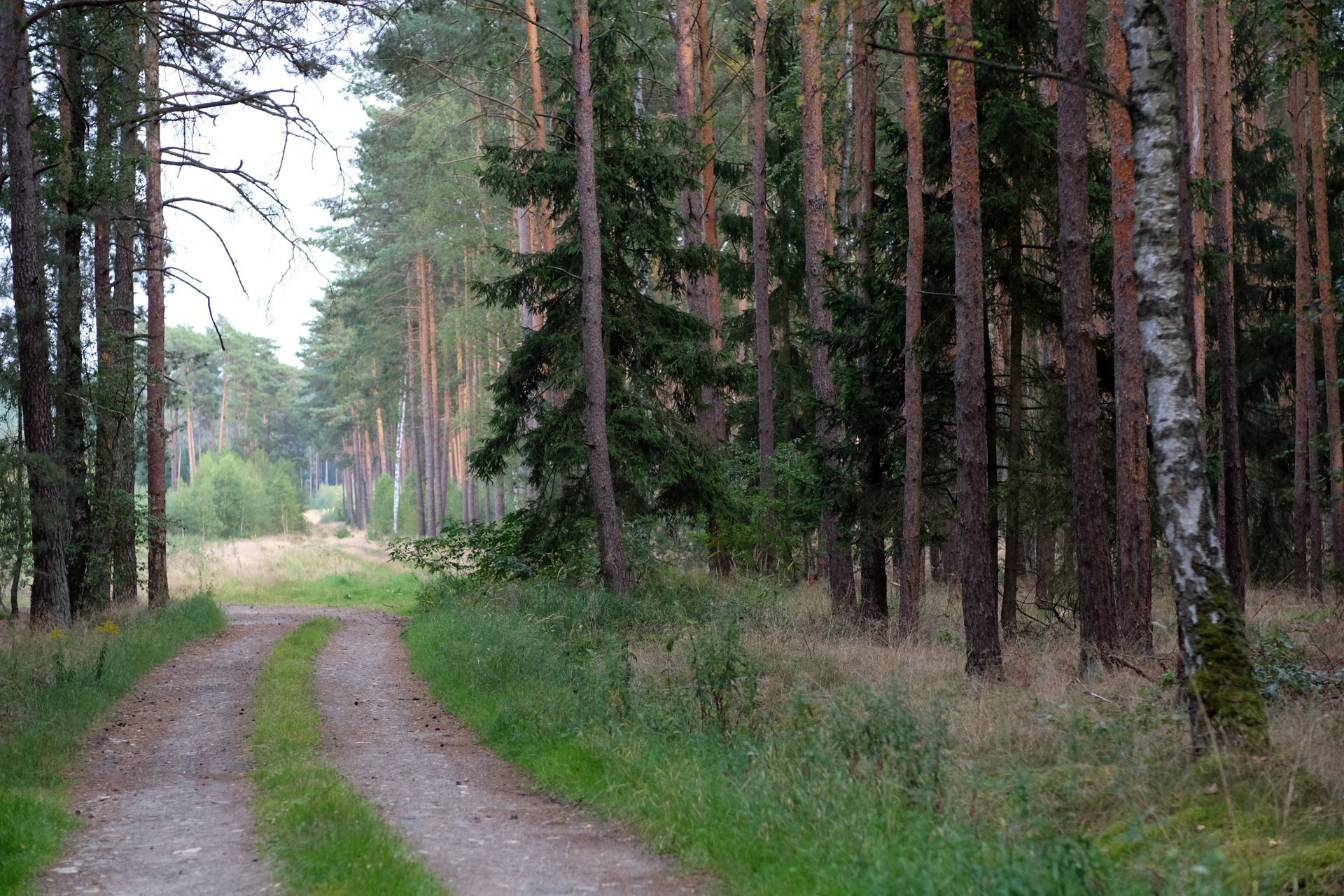 Peaceful dirt path through lush green forest, ideal for nature walks.