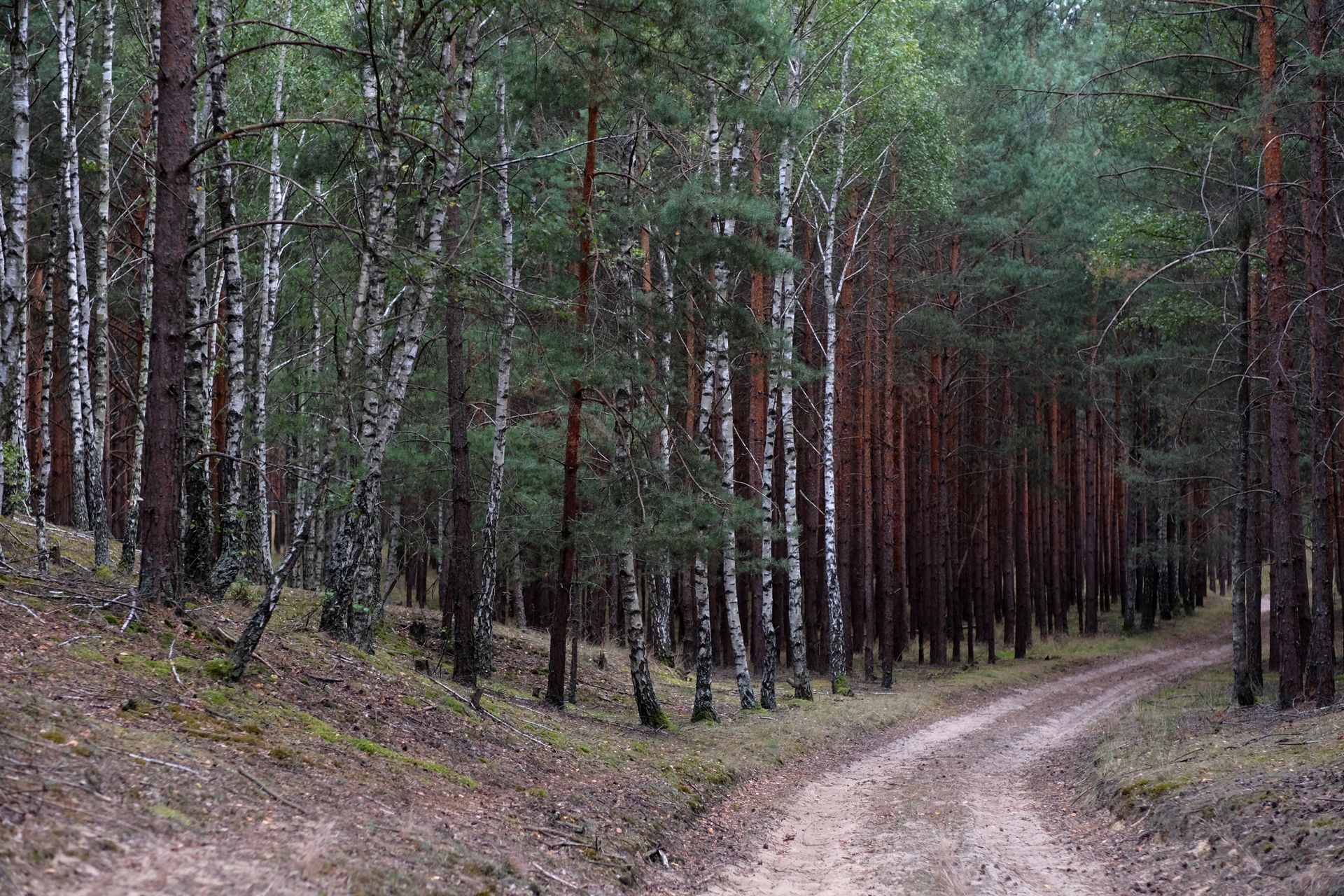 Tranquil forest path lined with birch trees in a peaceful woodland setting.