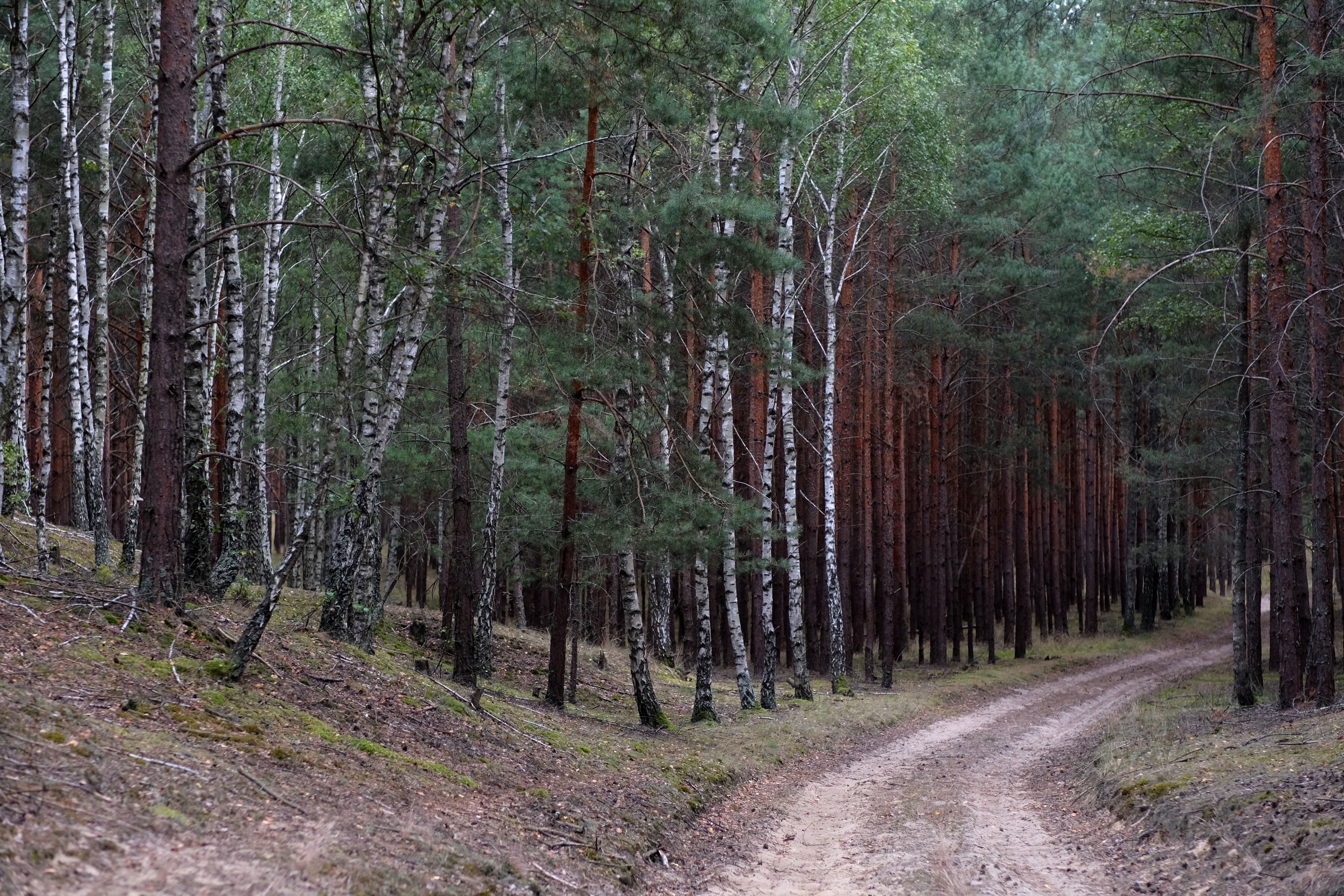 Serene Forest Path with Birch Trees · Free Stock Photo