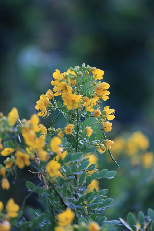 Free Close-up of vibrant yellow wildflowers against a lush green background. Stock Photo