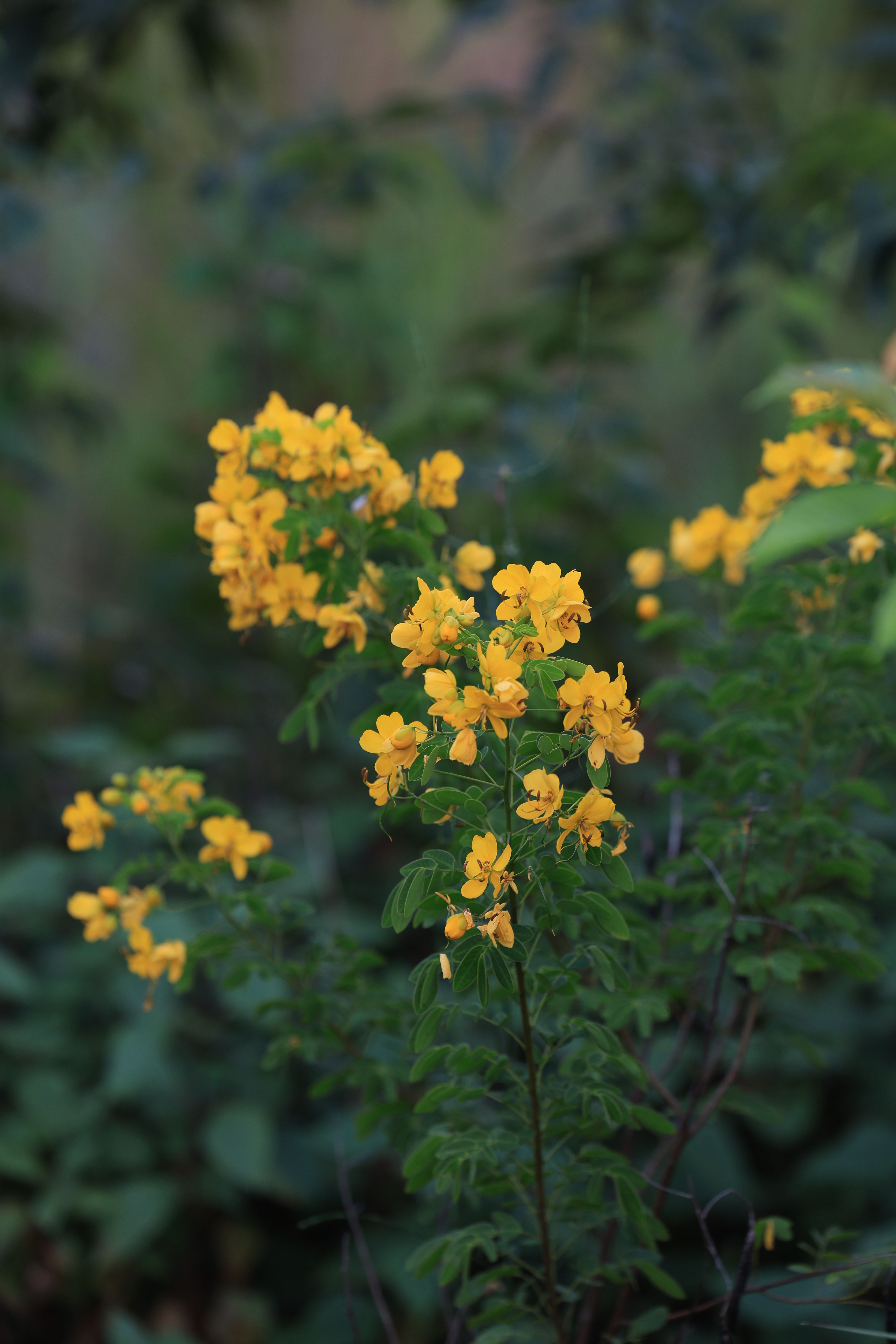 Vibrant yellow flowers captured in their natural environment, showcasing nature's beauty.