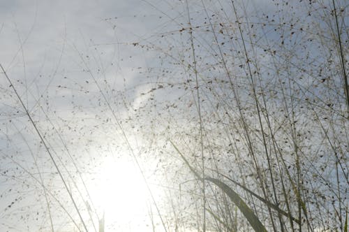 Free stock photo of blue sky, sky, sun