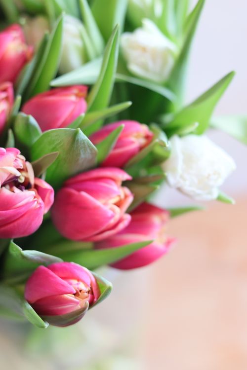 Free Close-up of a bouquet with pink and white tulips in soft, natural light, perfect for spring themes. Stock Photo