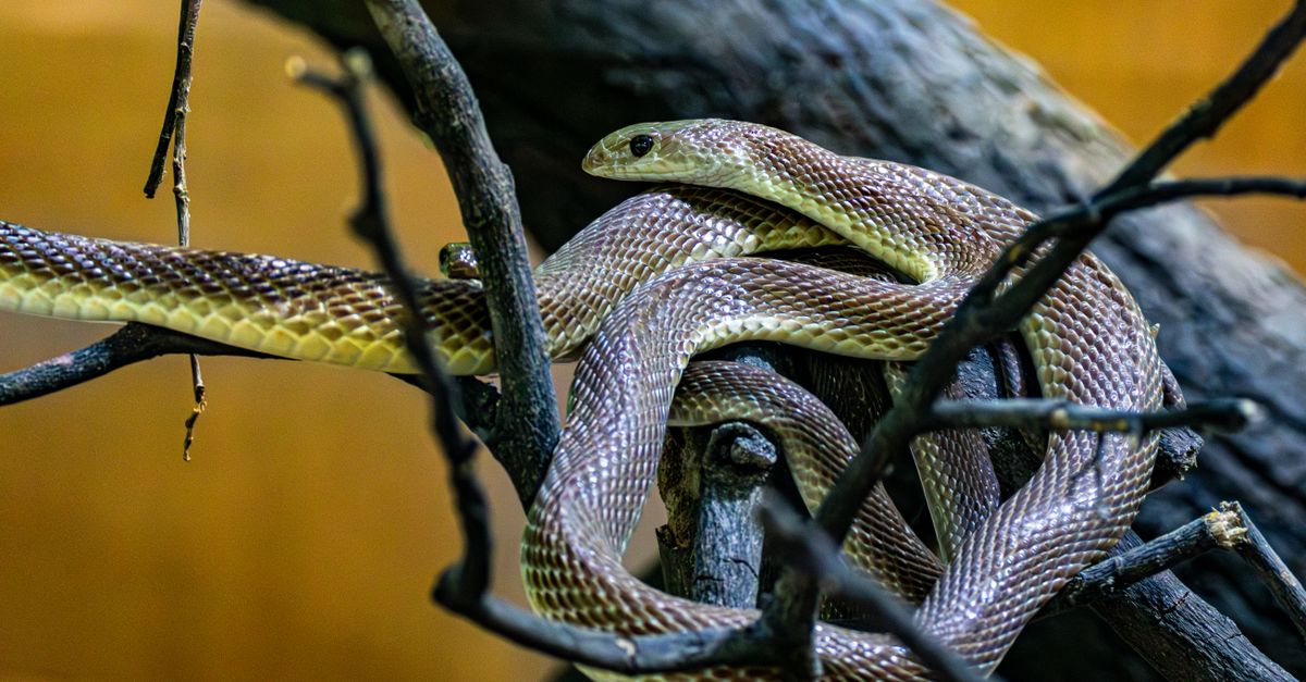 Snake Tree Interier Close-up of a Snake on Tree Branches · Free Stock Photo