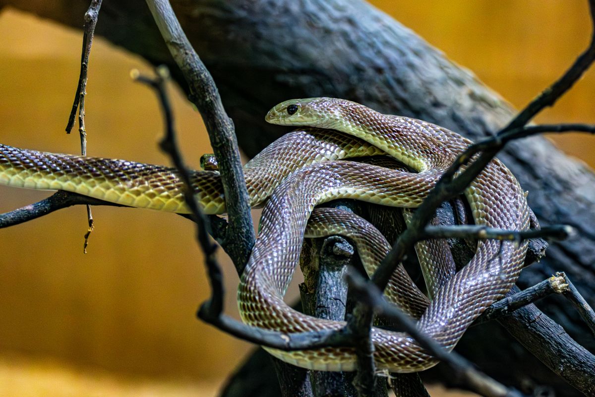 Normal Snake Real Real Snake Photos, Download The BEST Free Real Snake Stock Photos & HD ...