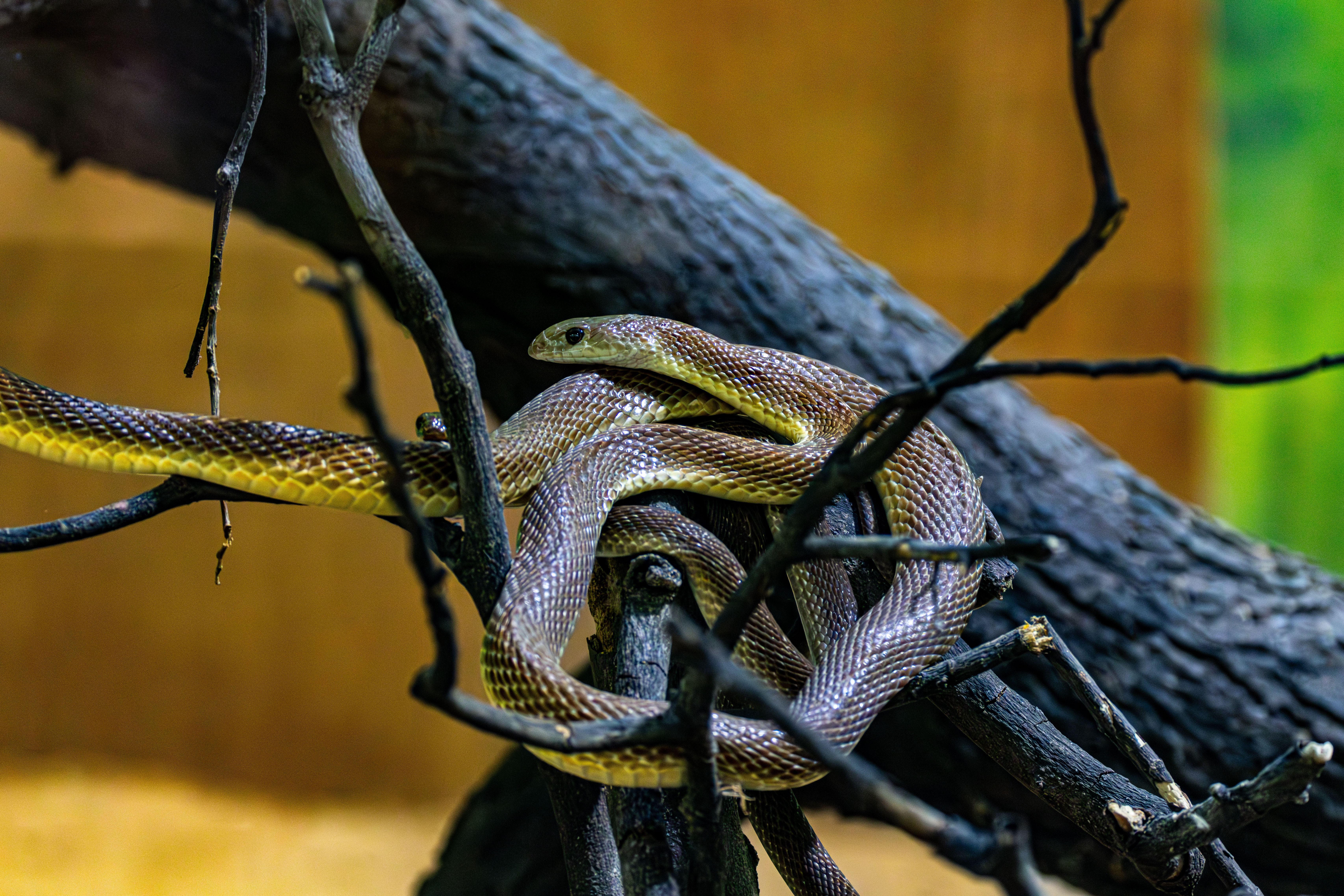 Yellow Rat Snake Coiled on Tree Branch in Forest · Free Stock Photo