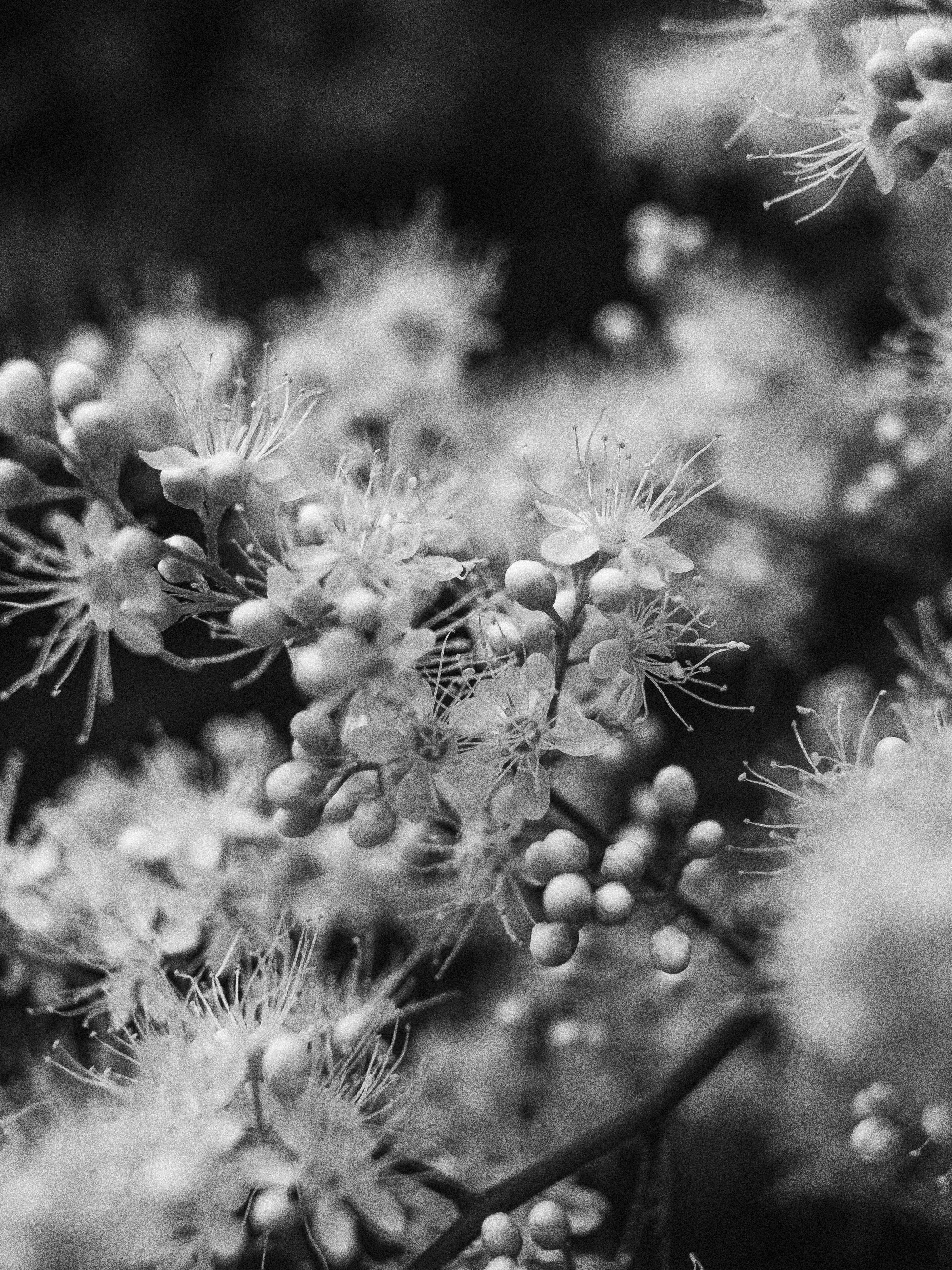 Close-up black and white image capturing detailed textures of blooming flowers.