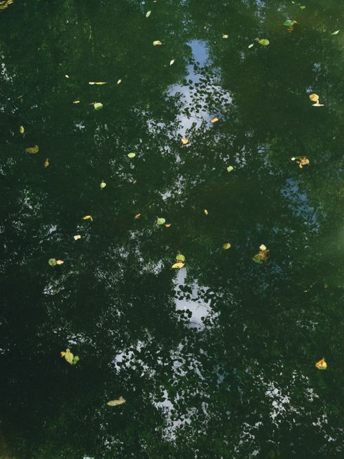 Free Tranquil green pond with leaves and tree reflections creating a serene natural backdrop. Stock Photo