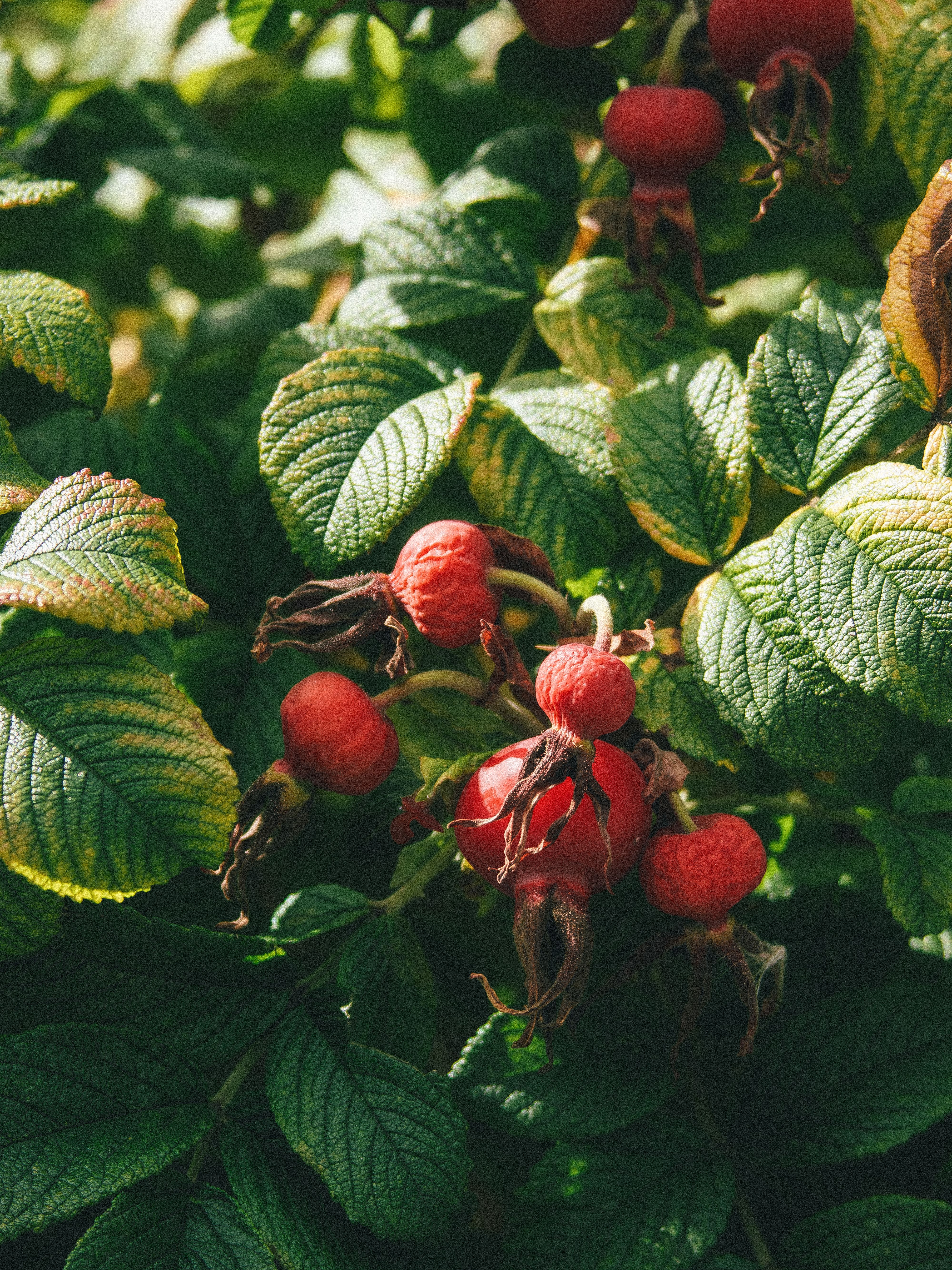 Vibrant Rose Hips on Lush Green Leaves · Free Stock Photo