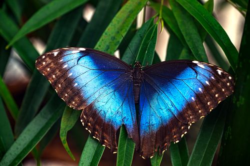 Free A striking blue morpho butterfly resting on lush green leaves, showcasing its vivid colors. Stock Photo