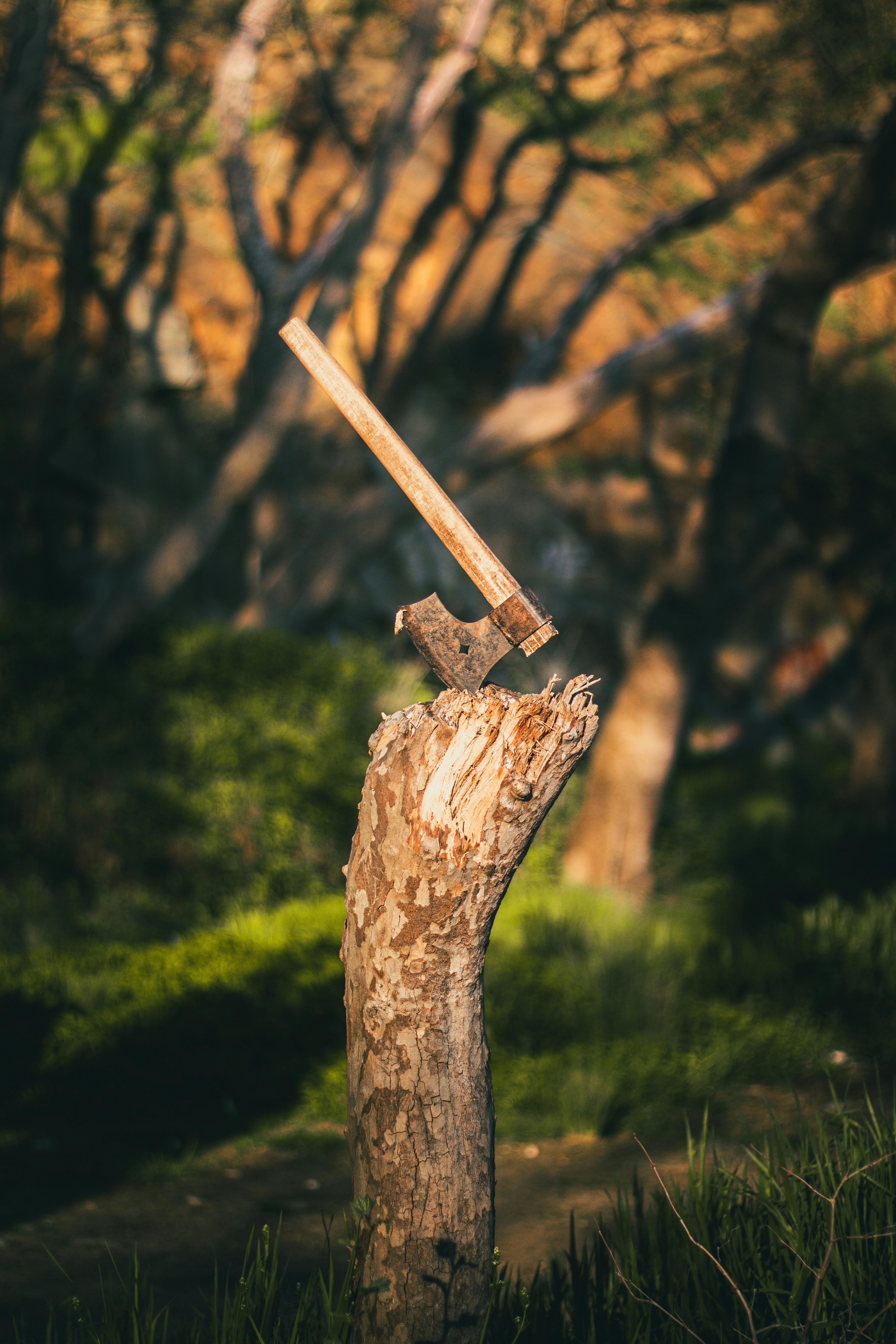 Rustic Axe Embedded in Tree Stump Outdoors · Free Stock Photo