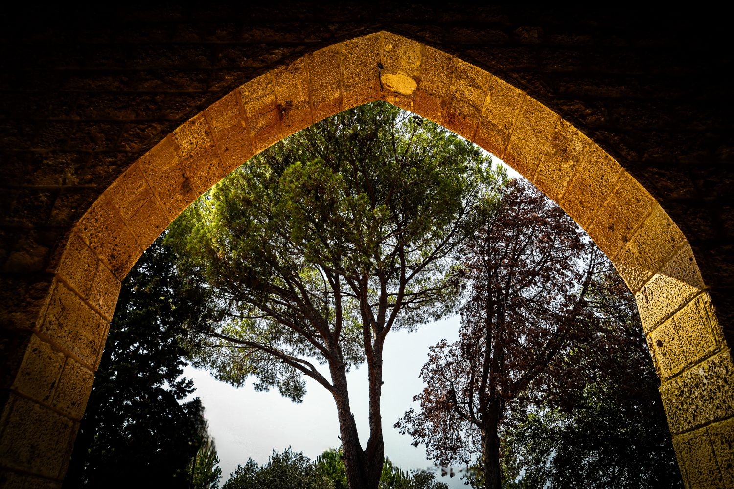 Archal Tree Arched Tree Photos, Download The BEST Free Arched Tree Stock Photos ...