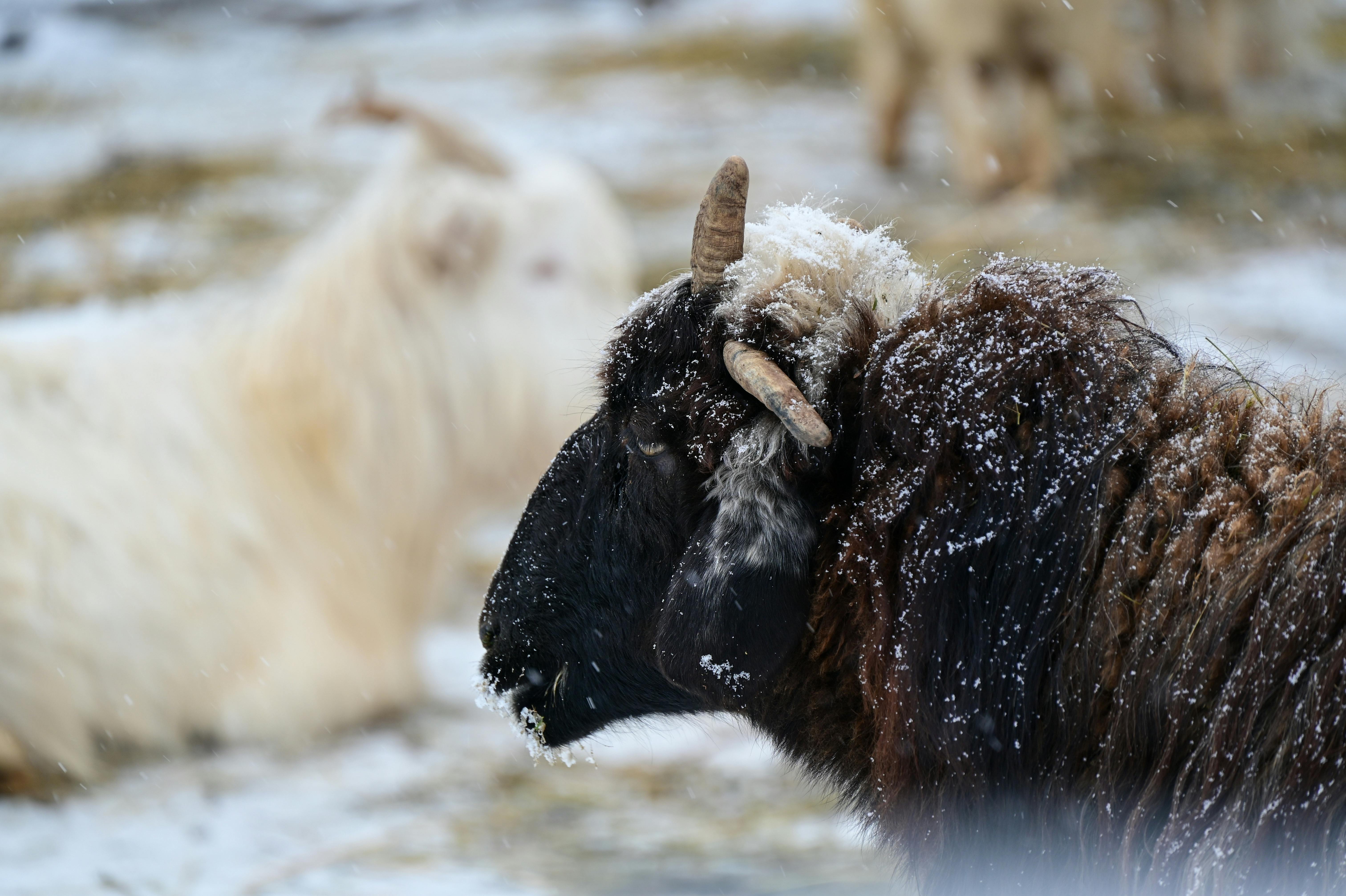 Gratuit Gros plan d'un yak recouvert de neige dans la préfecture d'Altay, Xinjiang, Chine. Photos