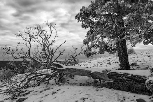 Stunning black and white winter scene of snowy trees in Aragón, Spain.