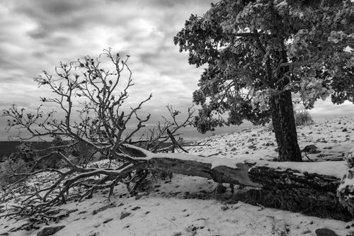 Free Stunning black and white winter scene of snowy trees in Aragón, Spain. Stock Photo