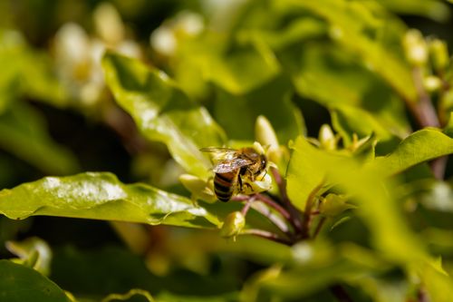 Free Captivating close-up of a bee pollinating on vivid green leaves in a natural setting. Stock Photo