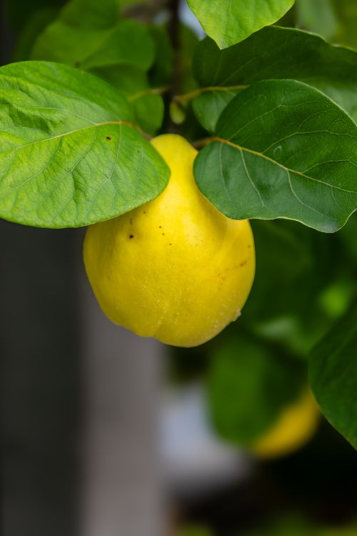 Free Close-up of a bright yellow quince fruit surrounded by lush green leaves in a garden setting. Stock Photo