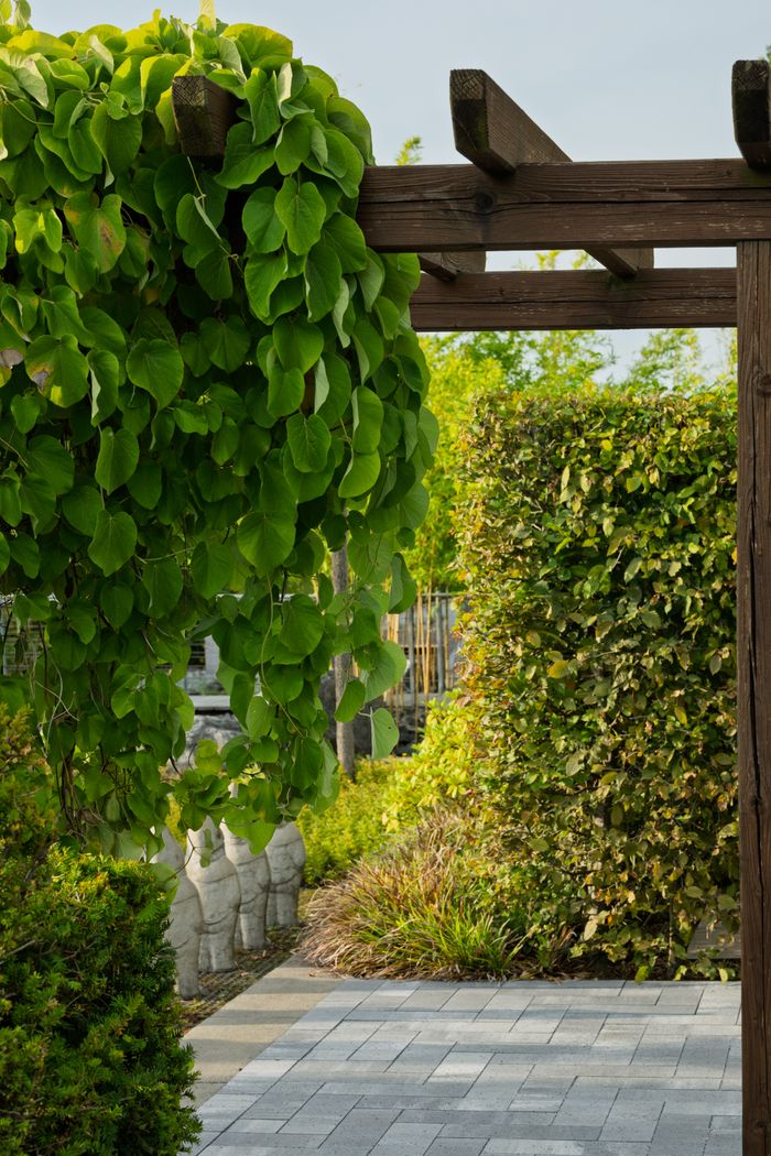Lush garden courtyard with pergola